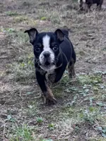 Marvin, a male English Bulldog for sale in Rolla, MO – Photo 3 of 7