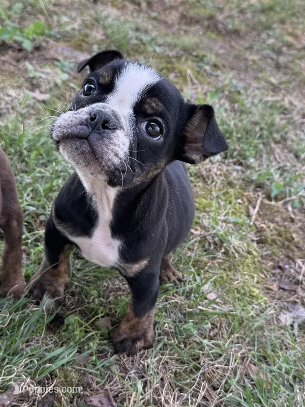 Marvin – English Bulldog puppy for sale in Rolla, MO
