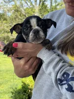 Marvin, a male English Bulldog for sale in Rolla, MO – 10 of 10