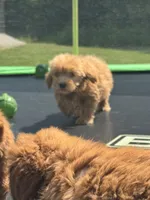 Lizzy, a female Miniature Goldendoodle for sale in Rolla, MO – 2 of 7