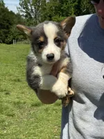 Bluie, a male Pembroke Welsh Corgi for sale in Rolla, MO – 5 of 6