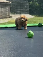 Lizzy, a female Miniature Goldendoodle for sale in Rolla, MO – 5 of 7