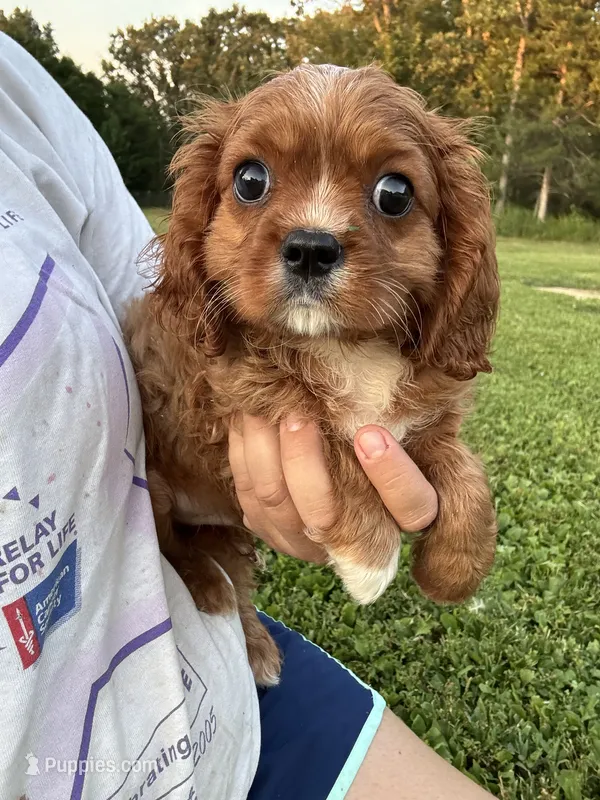 Puddin  – Cavalier King Charles Spaniel puppy for sale in Rolla, MO