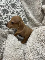 Courtney, a female Miniature Dachshund for sale in Rolla, MO – 5 of 9