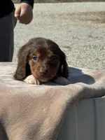 Pleaser, a male Miniature Dachshund for sale in Rolla, MO – Photo 3 of 4