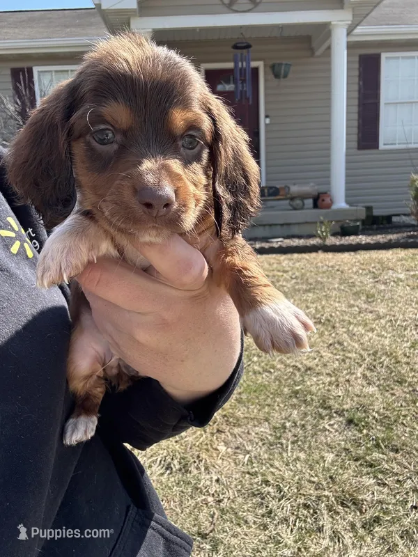 Pleaser, a male Miniature Dachshund for sale in Rolla, MO – Photo 1 of 4