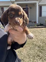 Pleaser, a male Miniature Dachshund for sale in Rolla, MO – Photo 1 of 4