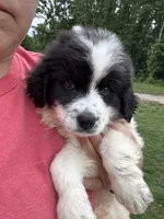 Raymond, a male Great Pyrenees for sale in Rolla, MO – 3 of 6