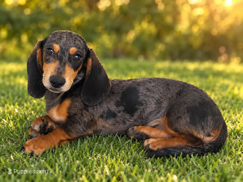 Duke – Miniature Dachshund puppy for sale in Rolla, MO