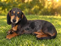 Duke, a male Miniature Dachshund for sale in Rolla, MO – 1 of 1