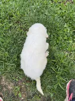 Ronald, a male Great Pyrenees for sale in Rolla, MO – 5 of 5