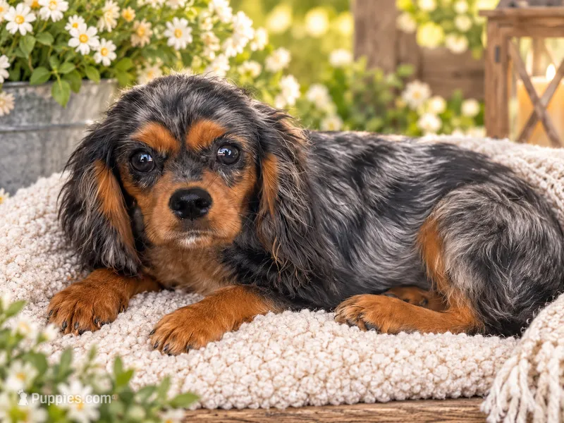 Toby – Cavalier King Charles Spaniel puppy for sale in Rolla, MO