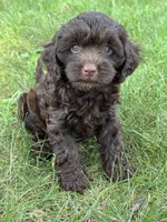 Marcus, a male Cavapoo for sale in Rolla, MO – 1 of 5