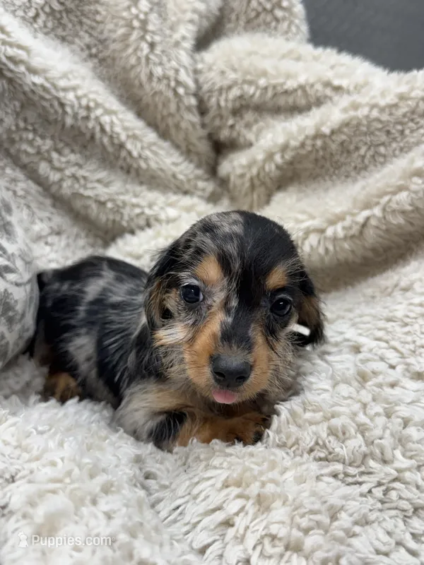 Susie – Miniature Dachshund puppy for sale in Rolla, MO