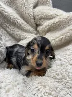 Susie, a female Miniature Dachshund for sale in Rolla, MO – 1 of 8