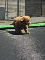 Lizzy, a female Miniature Goldendoodle for sale in Rolla, MO – 4 of 7