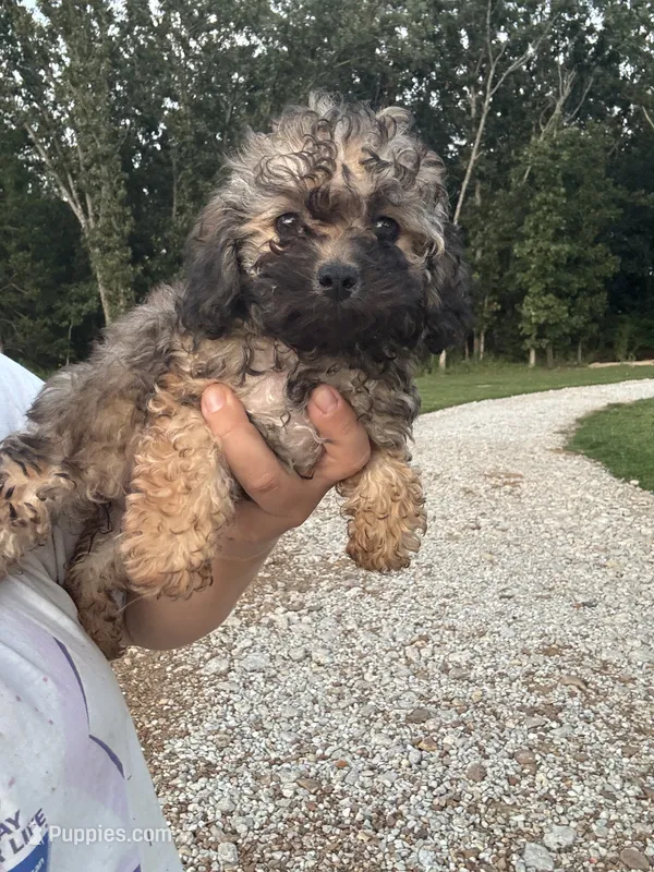 Sadie – Poodle - Toy  puppy for sale in Rolla, MO