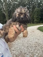Sadie, a female Poodle - Toy  for sale in Rolla, MO – 1 of 10