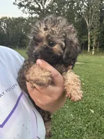 Sadie, a female Poodle - Toy  for sale in Rolla, MO – 10 of 10