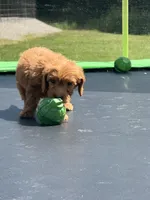 Linda, a female Miniature Goldendoodle for sale in Rolla, MO – 3 of 8