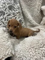 Courtney, a female Miniature Dachshund for sale in Rolla, MO – 2 of 9
