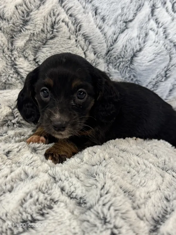 Carrie – Miniature Dachshund puppy for sale in Rolla, MO