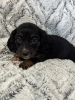 Carrie, a female Miniature Dachshund for sale in Rolla, MO – 1 of 6