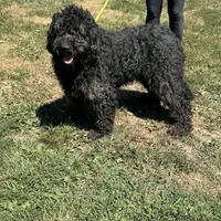Maggie, a female Goldendoodle for sale in Rolla, MO – Photo 5 of 6