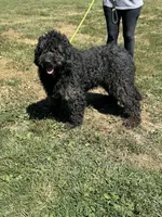 Maggie, a female Goldendoodle for sale in Rolla, MO – Photo 5 of 6