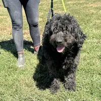 Maggie, a female Goldendoodle for sale in Rolla, MO – Photo 4 of 6