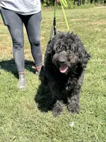 Maggie, a female Goldendoodle for sale in Rolla, MO – Photo 4 of 6