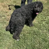 Maggie, a female Goldendoodle for sale in Rolla, MO – Photo 2 of 6