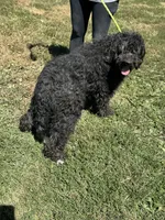 Maggie, a female Goldendoodle for sale in Rolla, MO – Photo 2 of 6