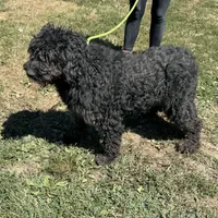 Maggie, a female Goldendoodle for sale in Rolla, MO – Photo 6 of 6