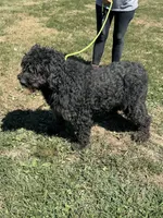 Maggie, a female Goldendoodle for sale in Rolla, MO – Photo 6 of 6