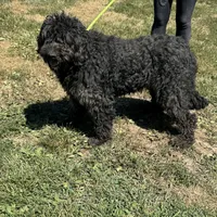 Maggie, a female Goldendoodle for sale in Rolla, MO – Photo 3 of 6