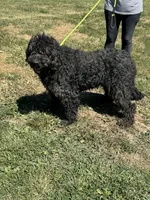 Maggie, a female Goldendoodle for sale in Rolla, MO – Photo 3 of 6