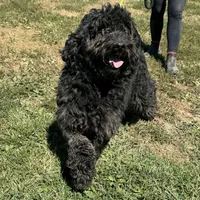 Maggie, a female Goldendoodle for sale in Rolla, MO – Photo 1 of 6