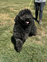 Maggie, a female Goldendoodle for sale in Rolla, MO – Photo 1 of 6