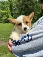 Millie, a female Pembroke Welsh Corgi for sale in Rolla, MO – 8 of 10