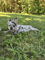 Tillie, a male French Bulldog for sale in Rolla, MO – 5 of 7