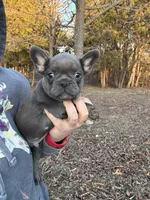 Chuck, a male French Bulldog for sale in Rolla, MO – Photo 2 of 2