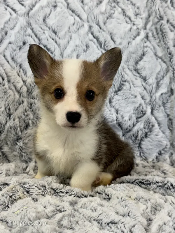 Ronnie, a male Pembroke Welsh Corgi for sale in Rolla, MO – 1 of 4