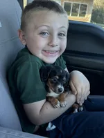 Pearl, a female Miniature Dachshund for sale in Rolla, MO – Photo 1 of 4