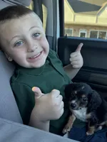 Pearl, a female Miniature Dachshund for sale in Rolla, MO – Photo 4 of 4