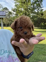 Ruby Red, a female Poodle - Toy  for sale in Rolla, MO – 4 of 7
