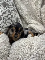 Susie, a female Miniature Dachshund for sale in Rolla, MO – 5 of 8