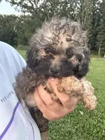 Sadie, a female Poodle - Toy  for sale in Rolla, MO – 5 of 10