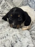 Kristi, a female Miniature Dachshund for sale in Rolla, MO – 2 of 7