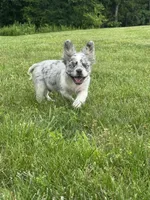 Maxwell, a male French Bulldog for sale in Rolla, MO – 7 of 8